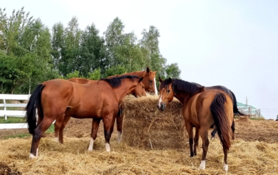 Jazda konna stajnia Hellada Weronika Guzewska 